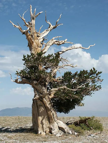 Bristlecone Pine Seeds - THE STEMCELL SCIENCE SHOP