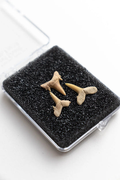 Sand Shark Tooth Fossil