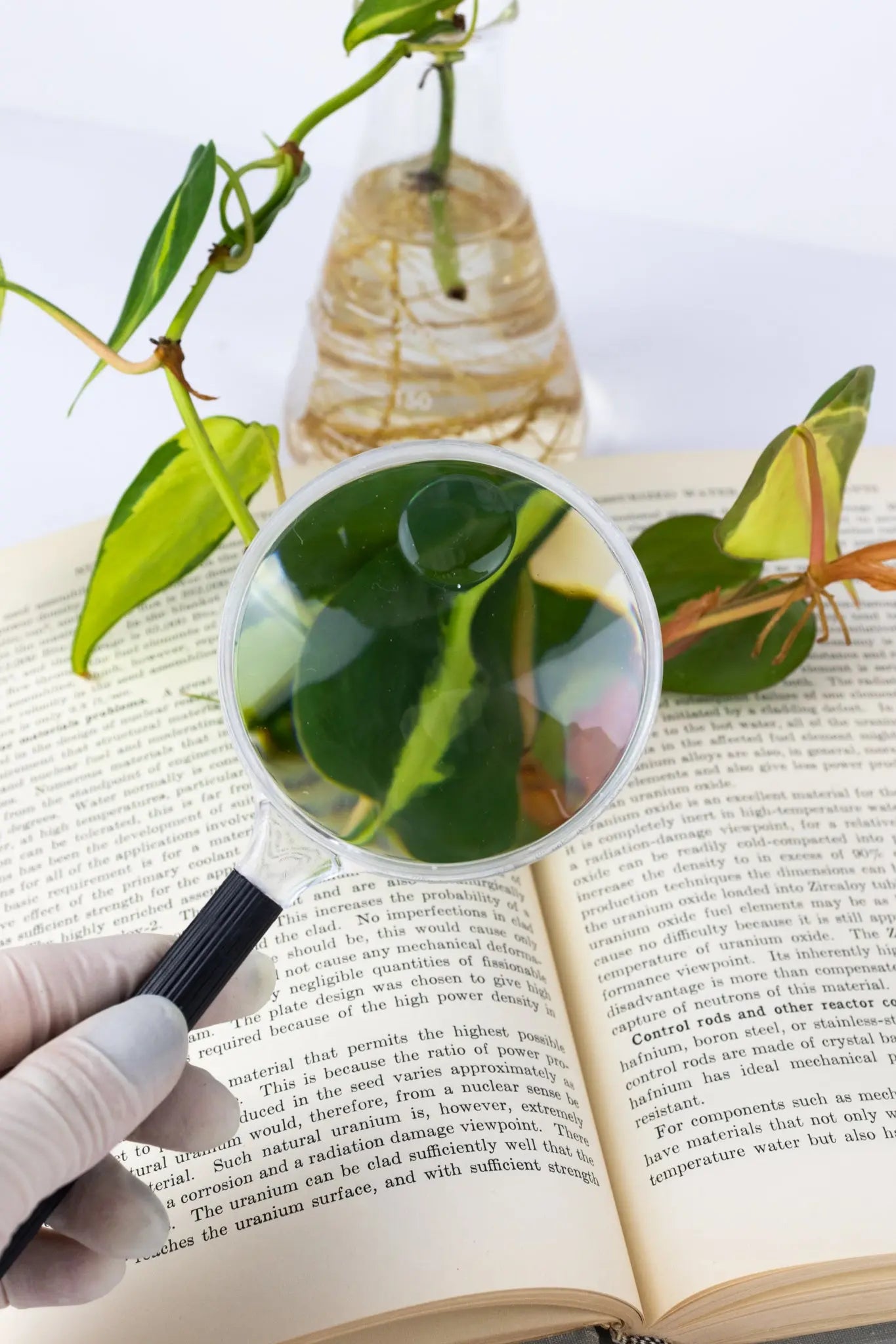 Plastic Magnifying Lens - Stemcell Science Shop