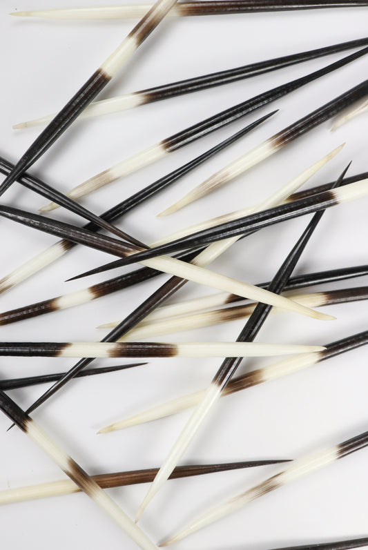 Porcupine Quill - Stemcell Science Shop