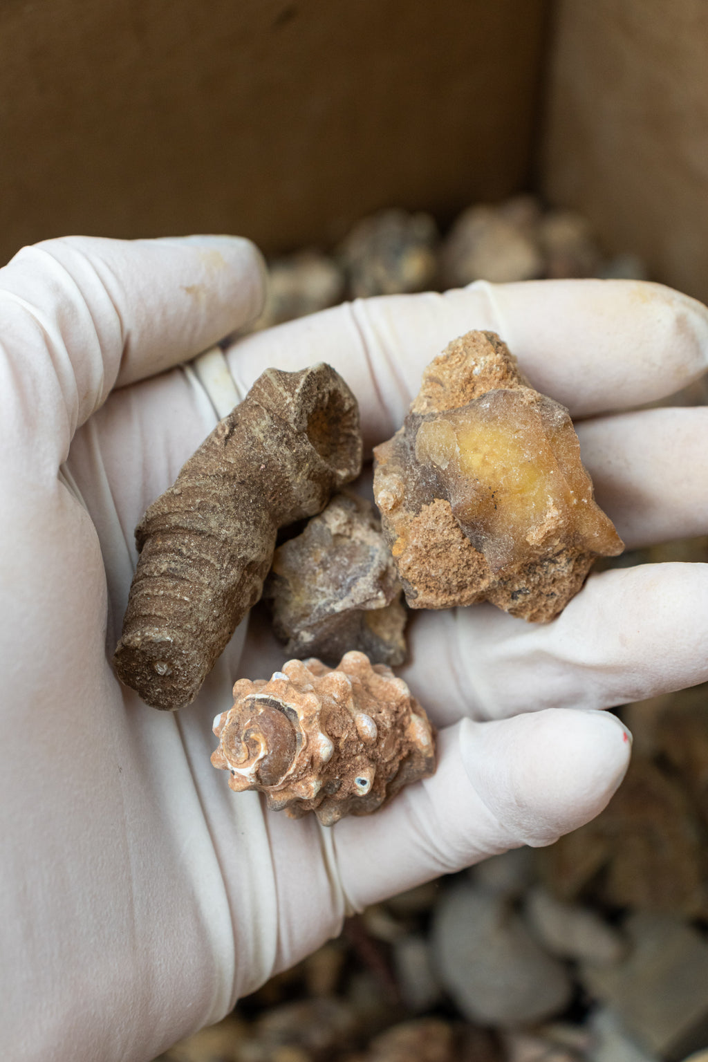 Fossil Mix - 3lb Box - Stemcell Science Shop
