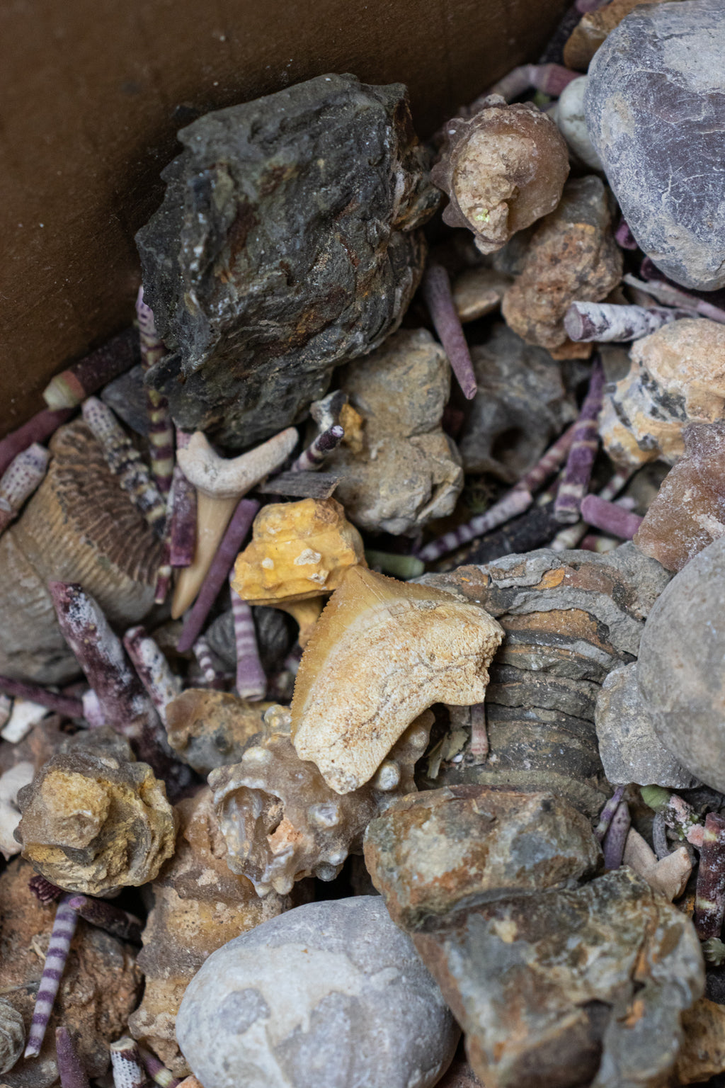 Fossil Mix - 3lb Box - Stemcell Science Shop