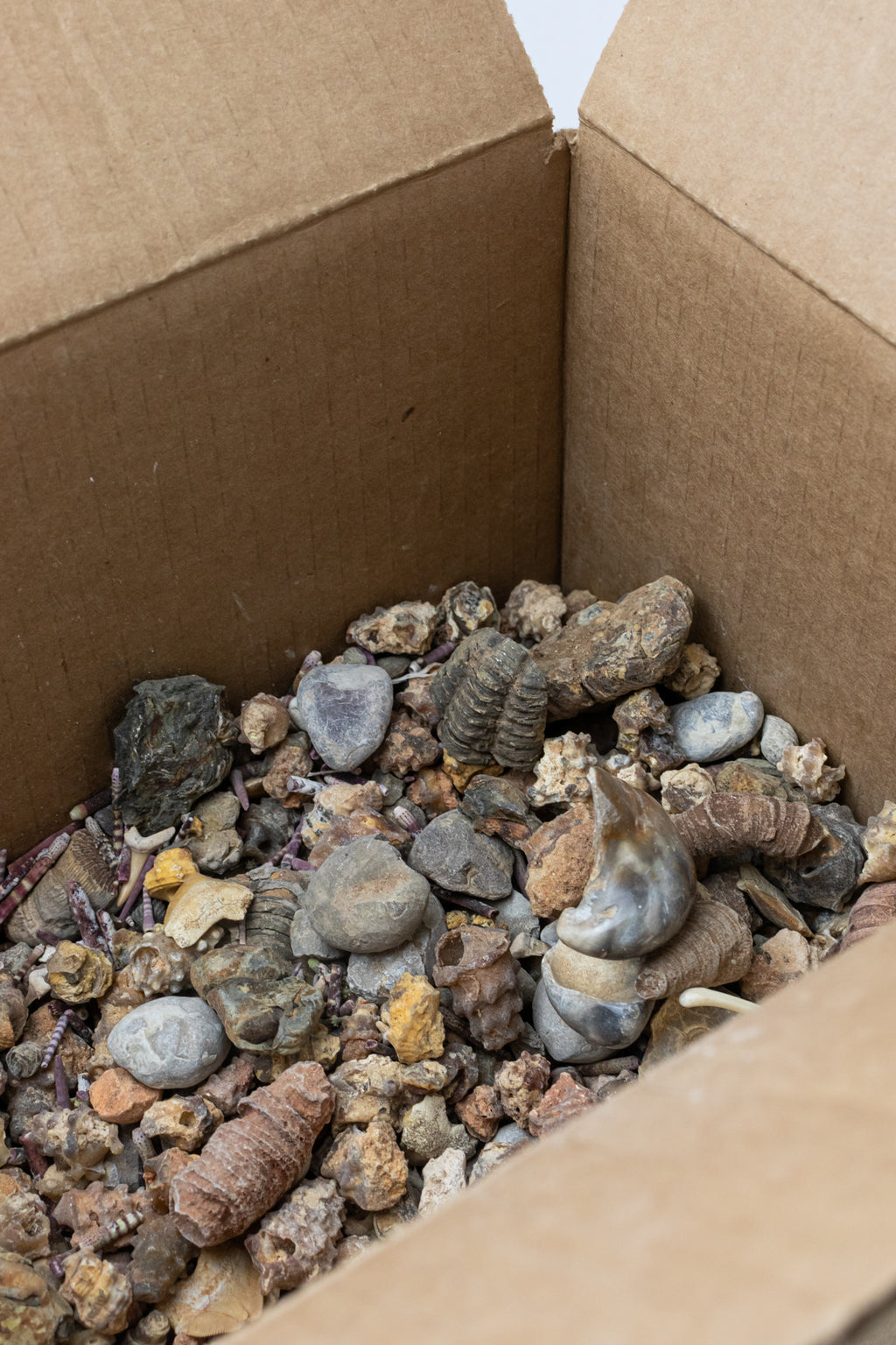 Fossil Mix - 3lb Box - Stemcell Science Shop
