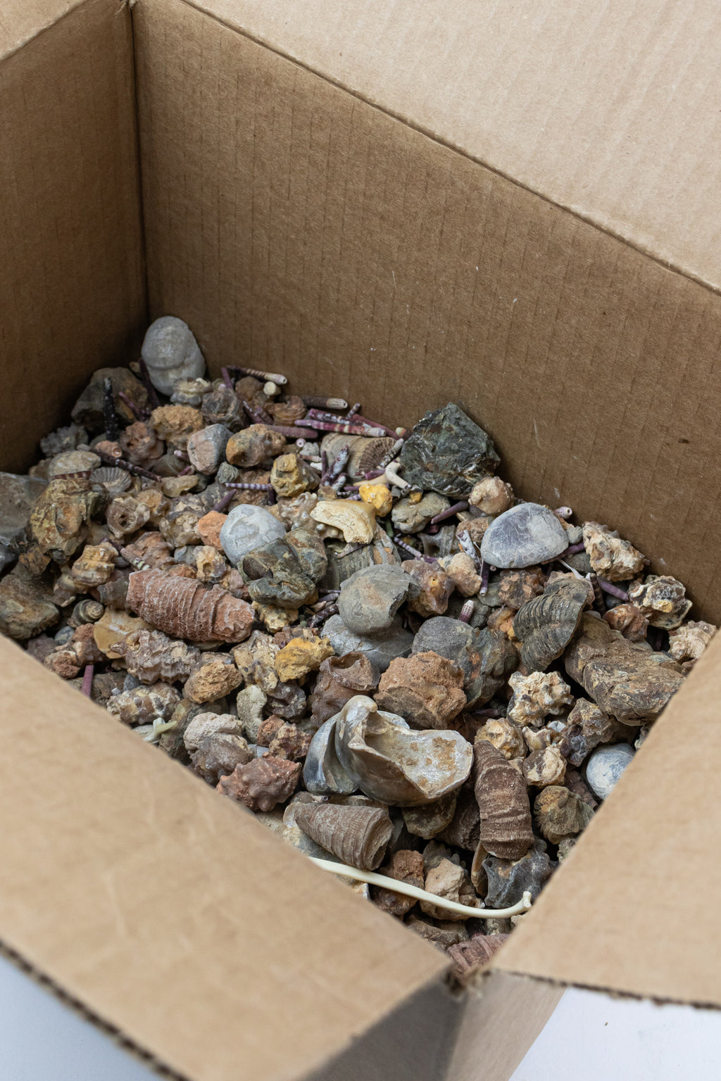 Fossil Mix - 3lb Box - Stemcell Science Shop