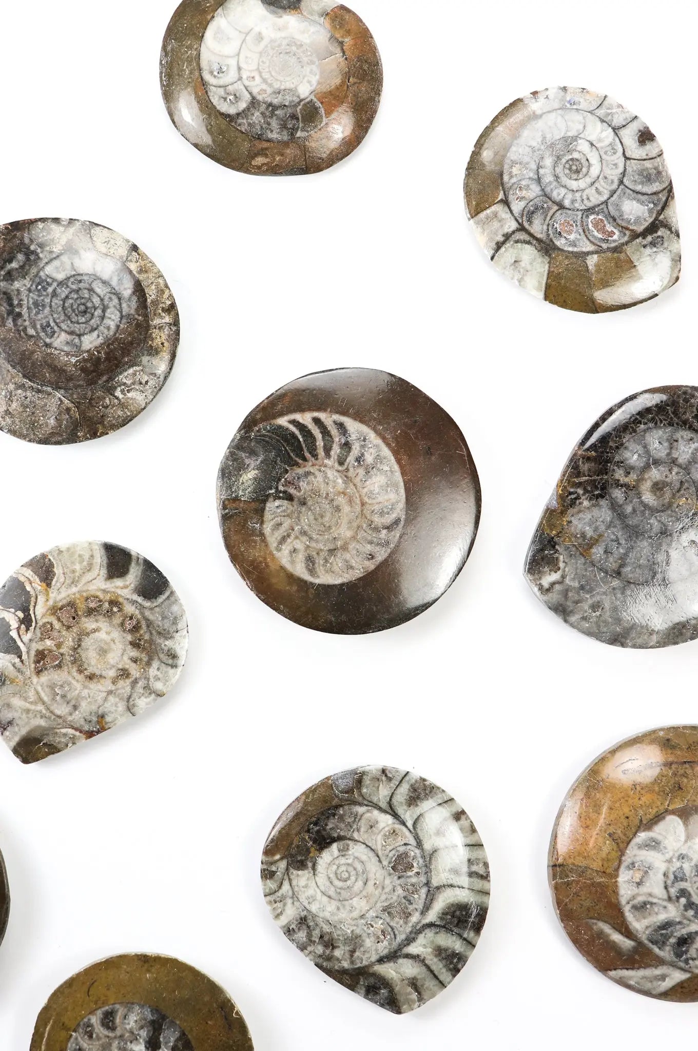 Goniatite Fossil - THE STEMCELL SCIENCE SHOP