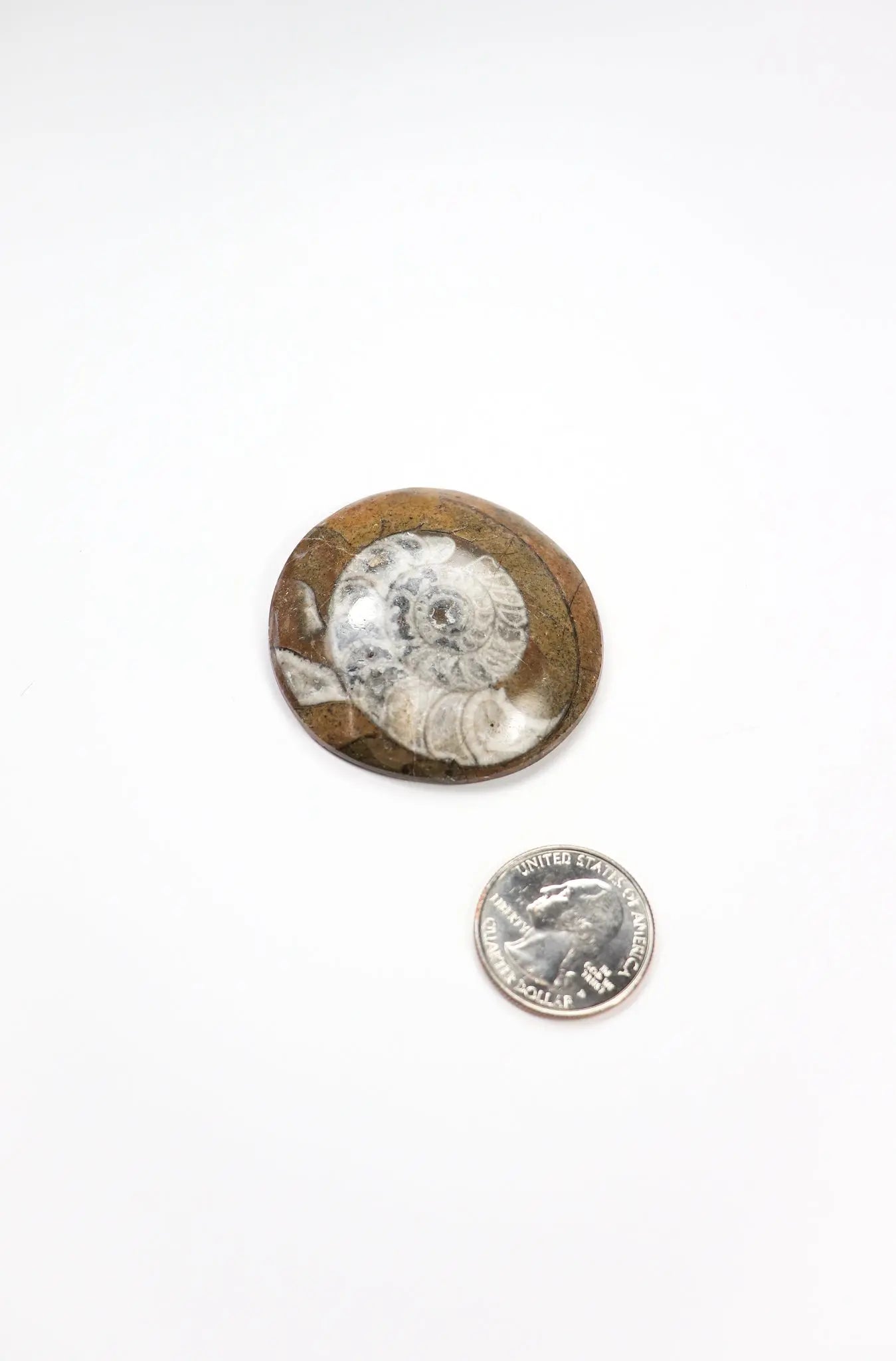 Goniatite Fossil - THE STEMCELL SCIENCE SHOP