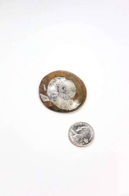 Goniatite Fossil - Stemcell Science Shop