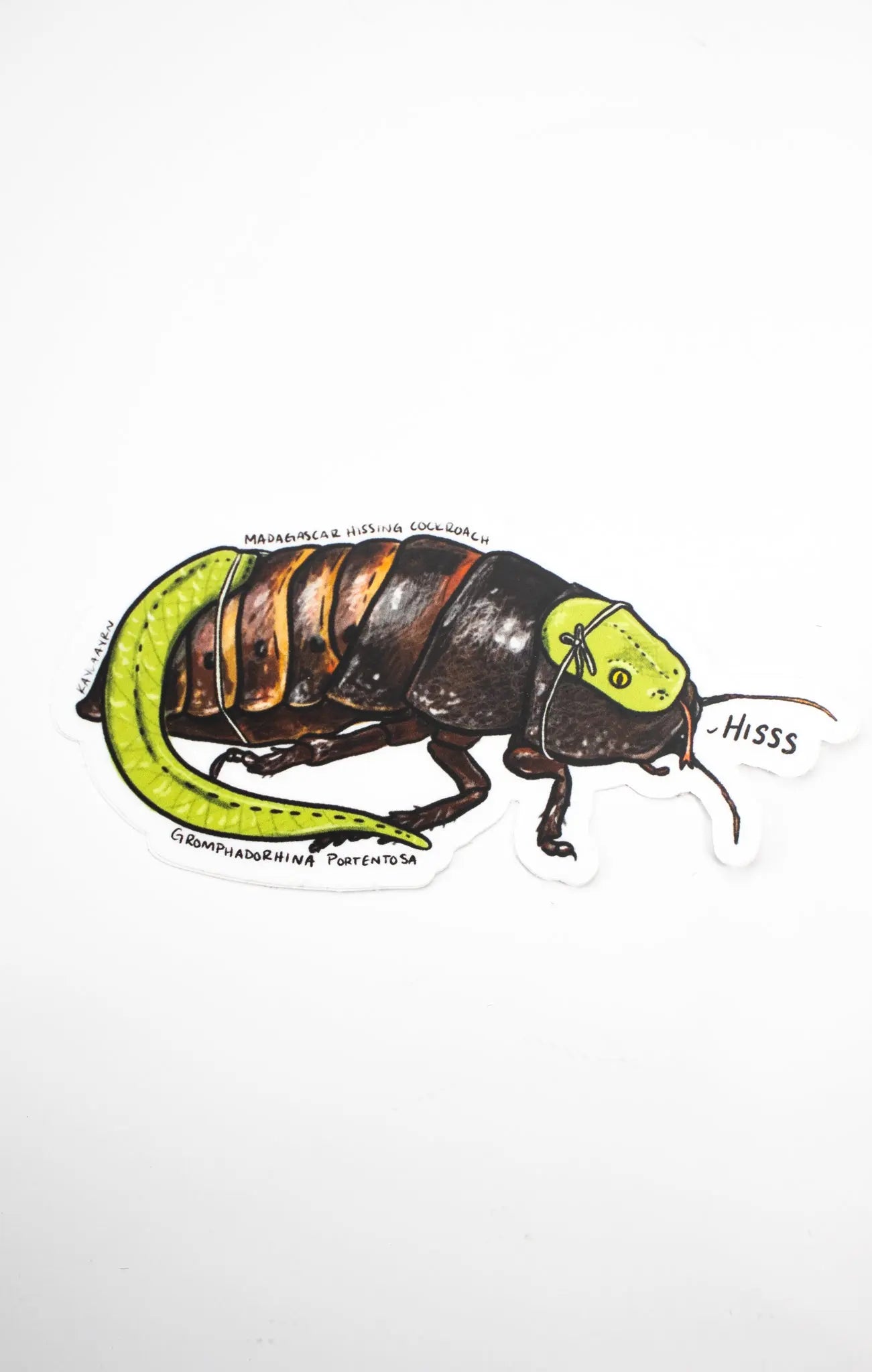 Madagascar Hissing Cockroach - THE STEMCELL SCIENCE SHOP