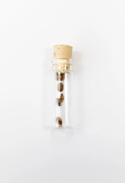 Giant Sequoia Seeds - Stemcell Science Shop