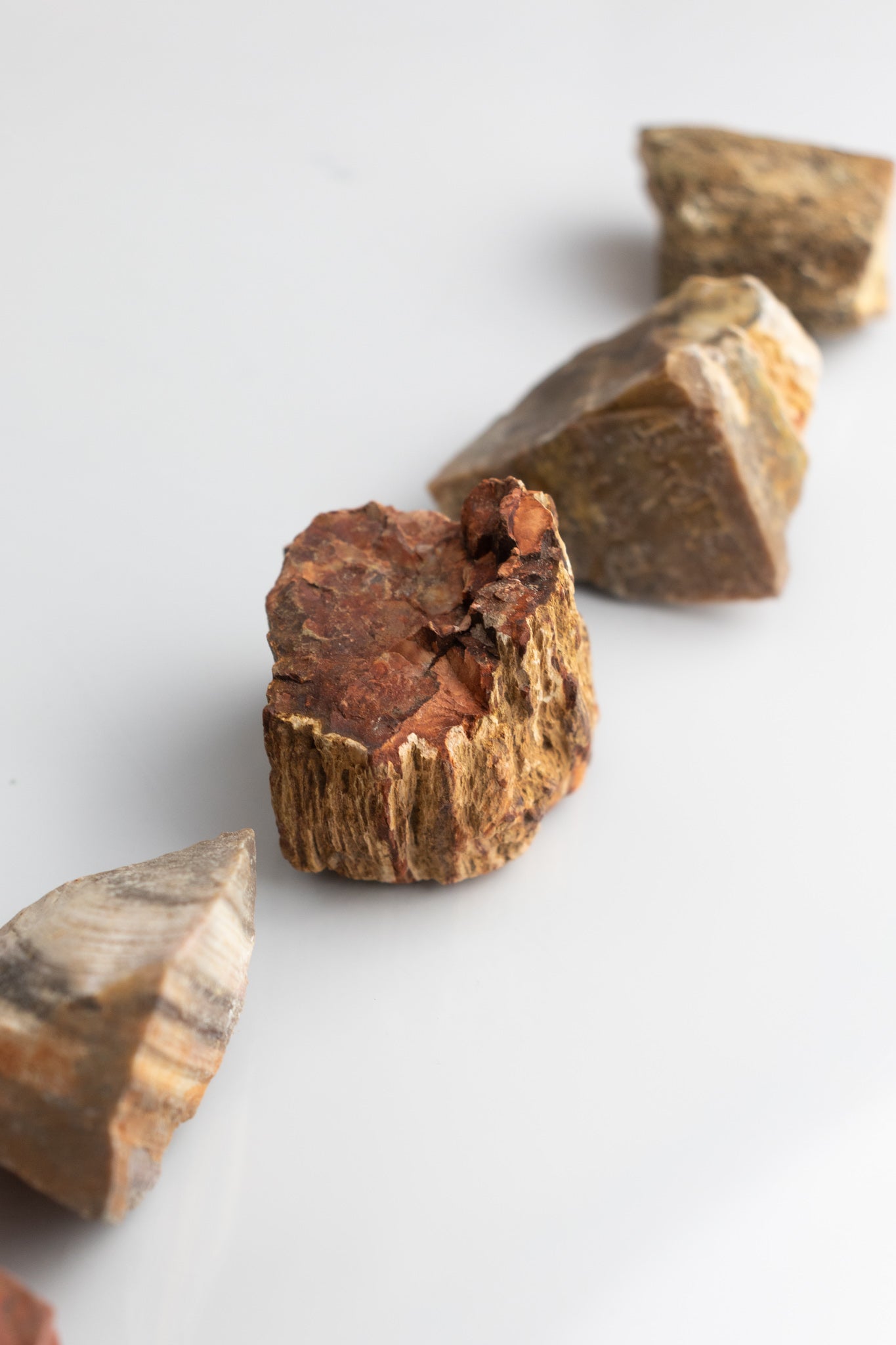 Petrified Wood - Stemcell Science Shop