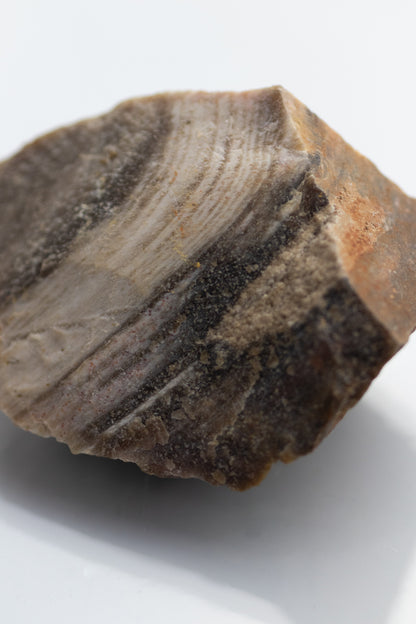 Petrified Wood - Stemcell Science Shop