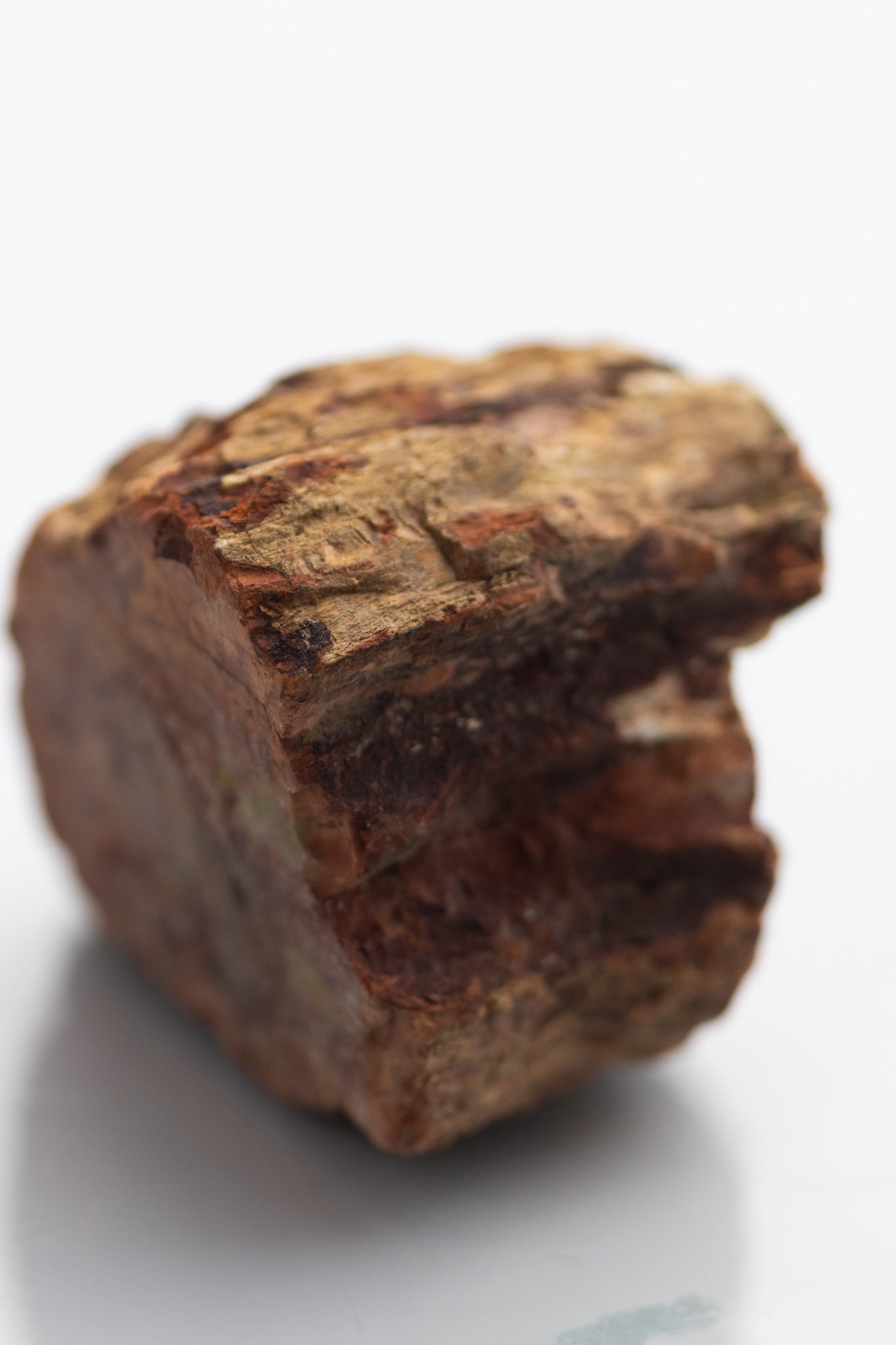 Petrified Wood - Stemcell Science Shop