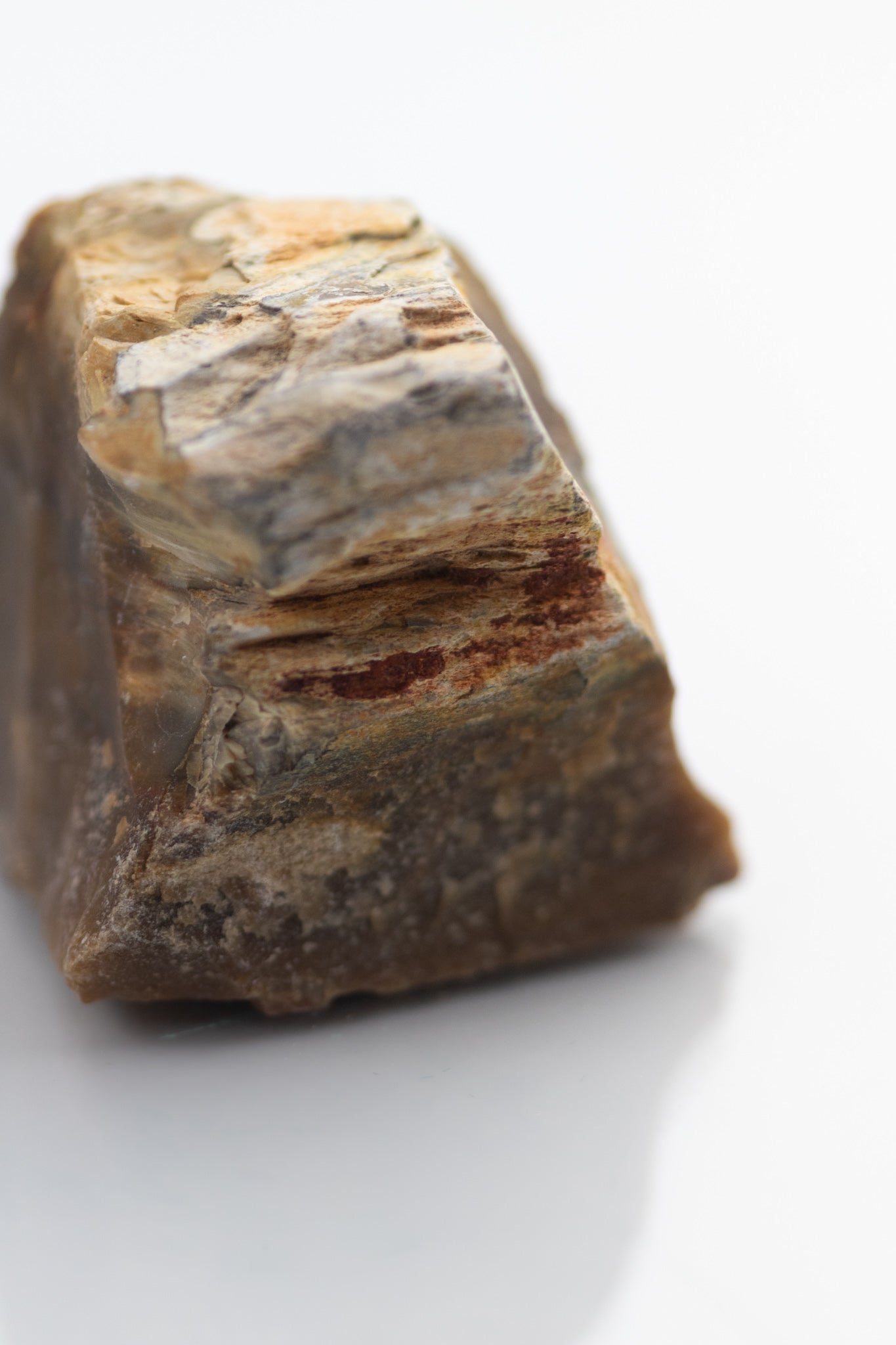 Petrified Wood - Stemcell Science Shop