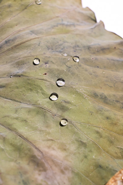 Ultra-Hydrophobic Lotus Leaf