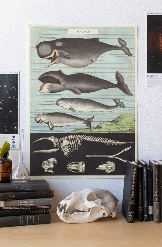 Whale Chart - Stemcell Science Shop