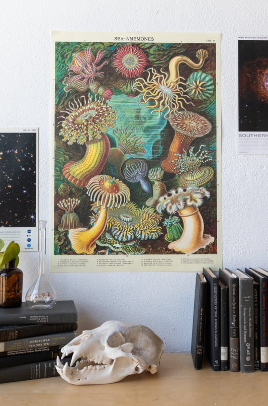 Sea Anemones Chart - Stemcell Science Shop