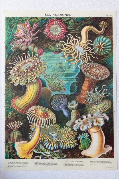 Sea Anemones Chart - Stemcell Science Shop