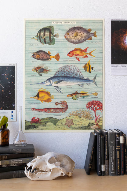 Tropical Fish Chart - Stemcell Science Shop