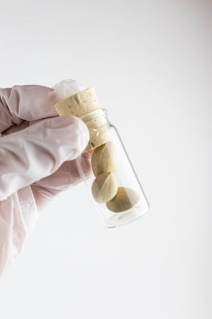 Ginkgo Biloba Seeds - Stemcell Science Shop
