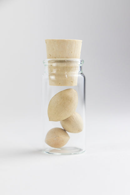Ginkgo Biloba Seeds - Stemcell Science Shop