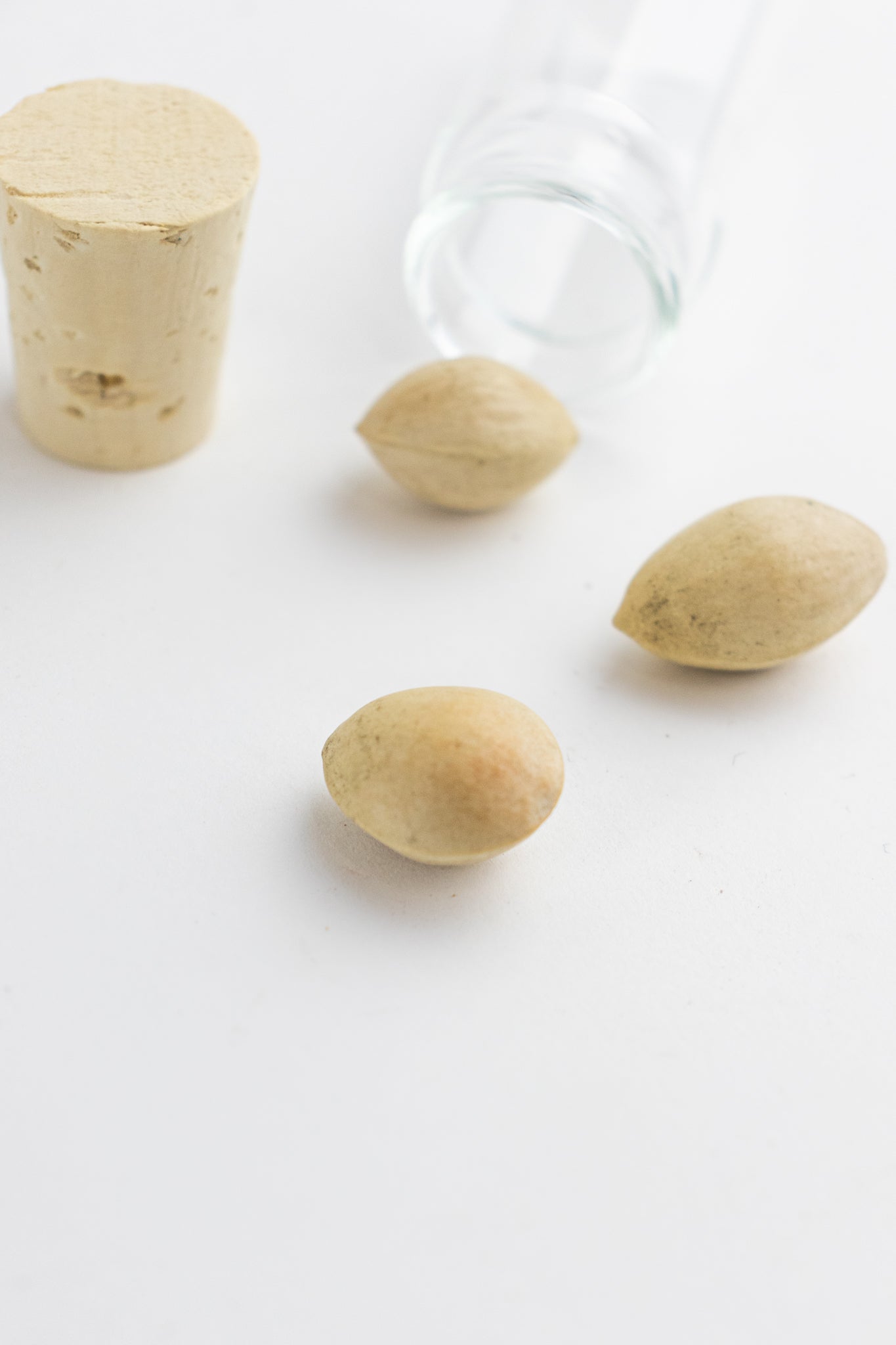 Ginkgo Biloba Seeds - Stemcell Science Shop