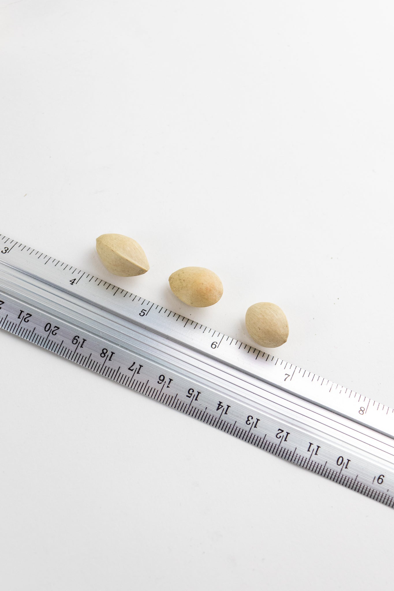 Ginkgo Biloba Seeds - Stemcell Science Shop