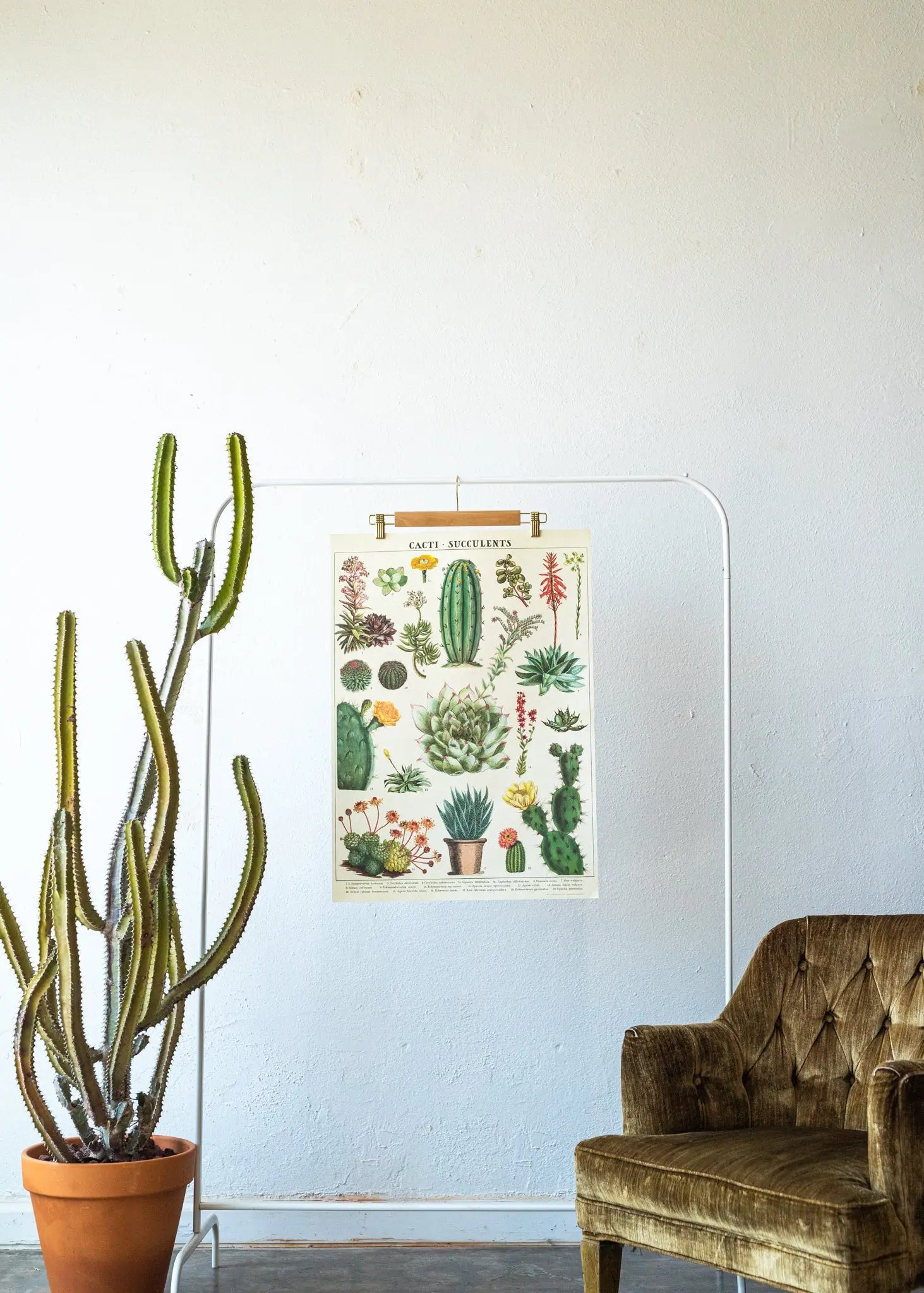 Cacti Scientific Chart - Stemcell Science Shop
