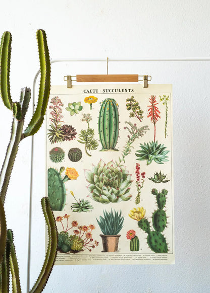 Cacti Scientific Chart - Stemcell Science Shop