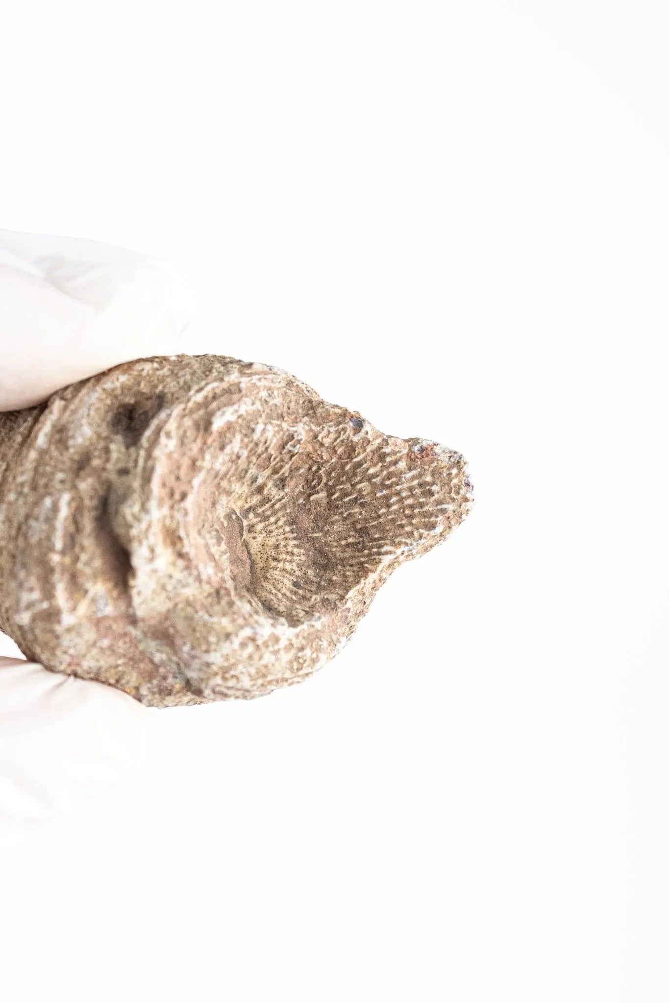 Horn Coral Fossil