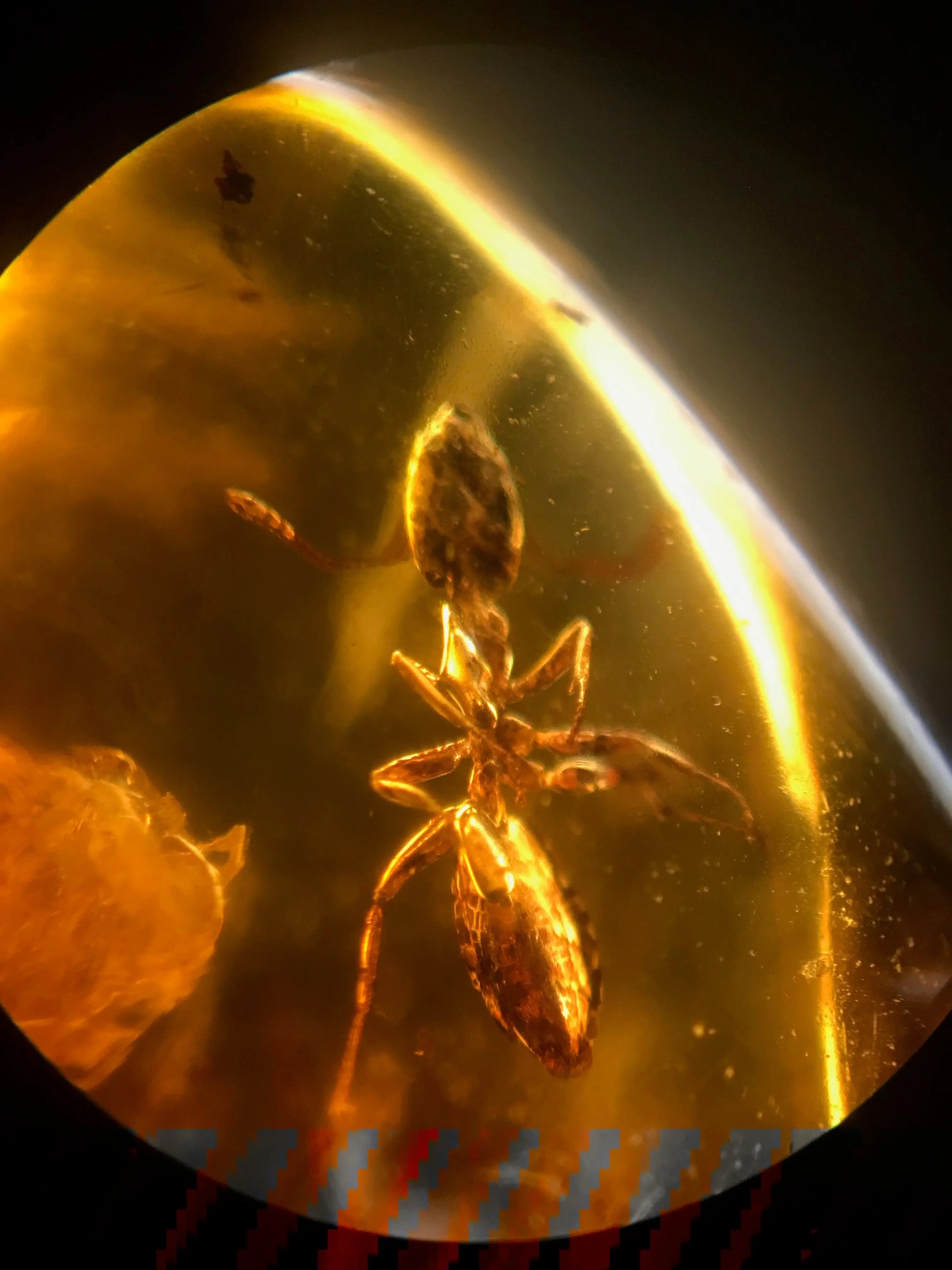 Fossilized Insect in Amber - Stemcell Science Shop