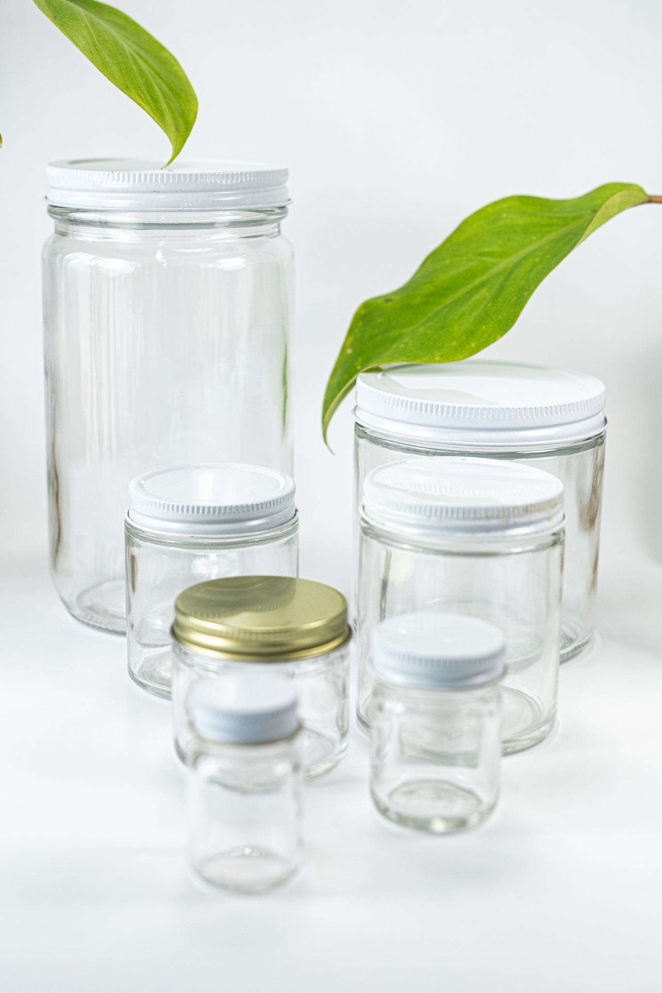 Specimen Jars with Lids - Stemcell Science Shop