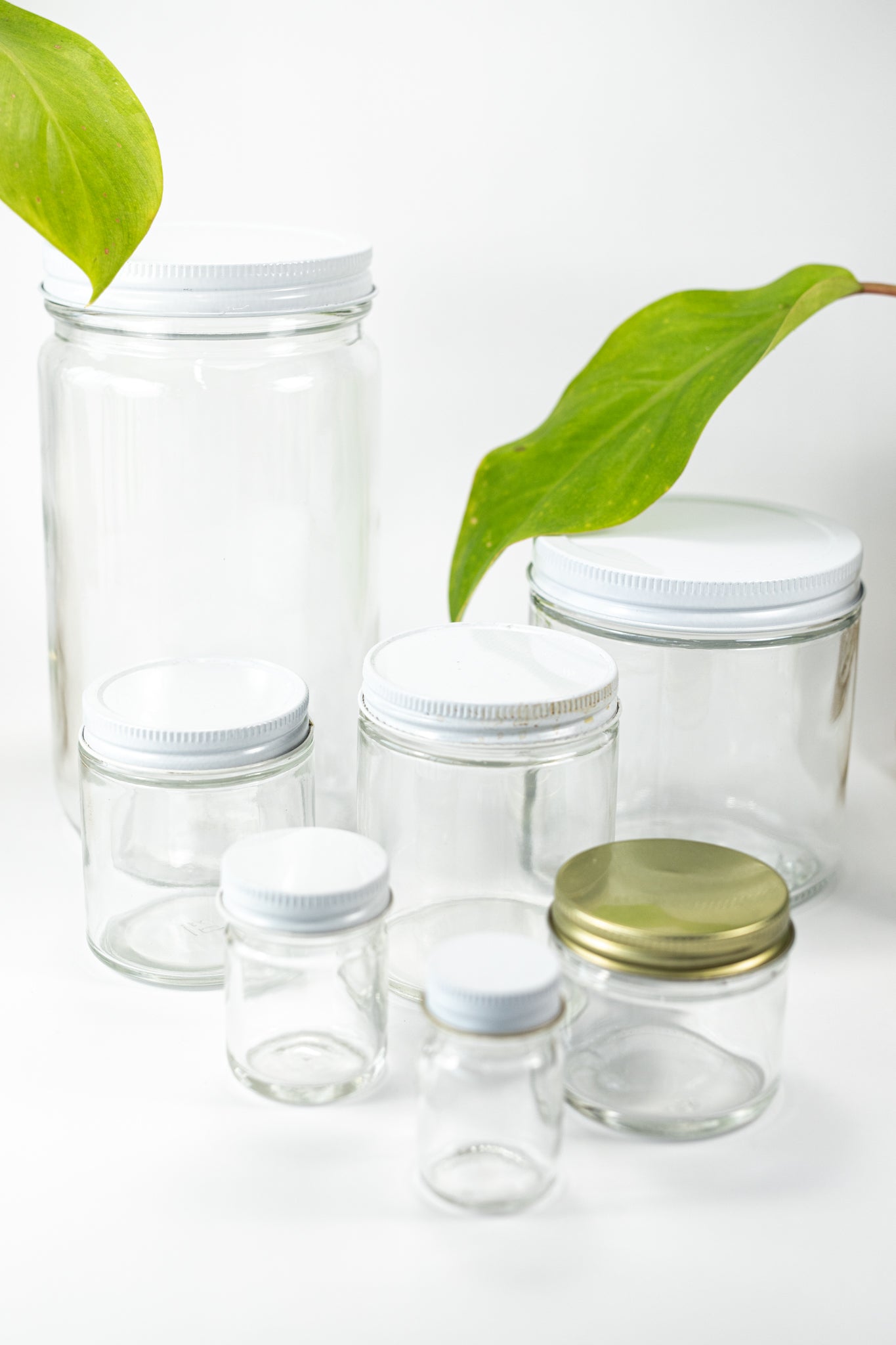 Specimen Jars with Lids - Stemcell Science Shop