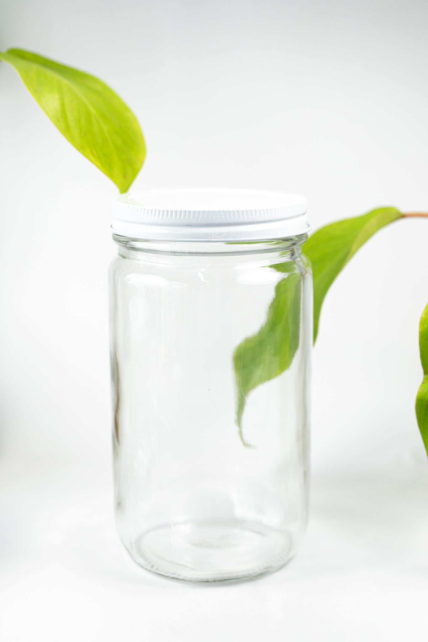 Specimen Jars with Lids - Stemcell Science Shop