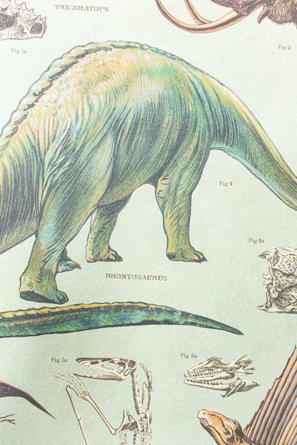 Dinosaurs Scientific Chart