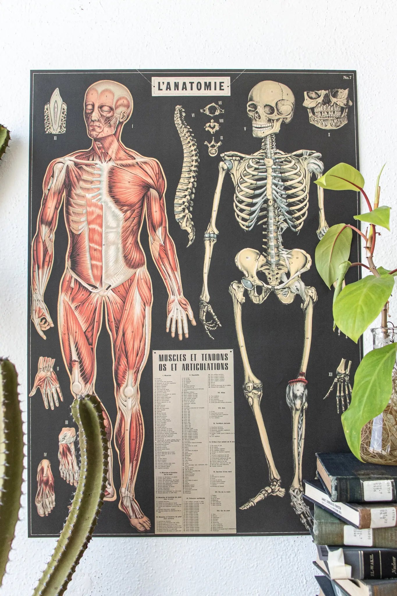 Anatomy Scientific Chart - Stemcell Science Shop