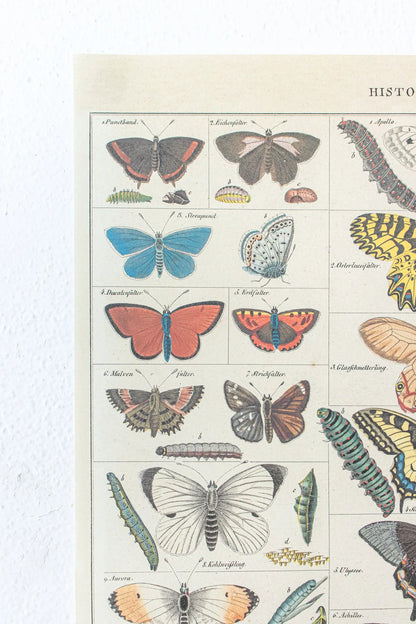 vintage butterfly diagram