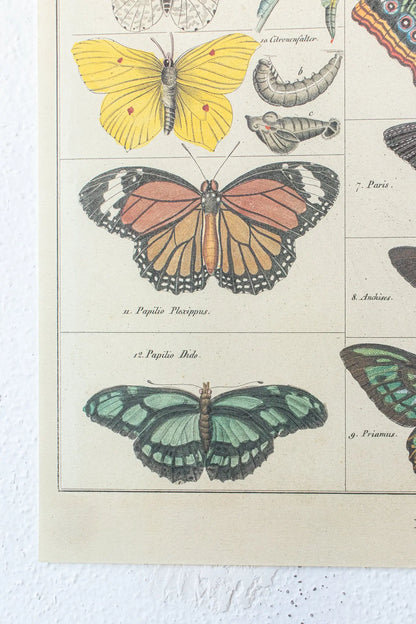 Butterfly Scientific Chart - Stemcell Science Shop