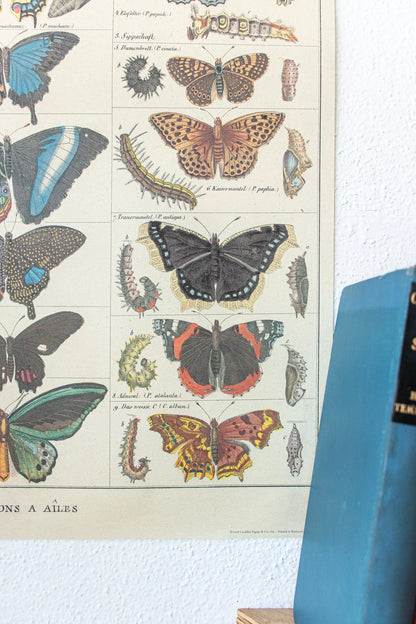 Butterfly Scientific Chart