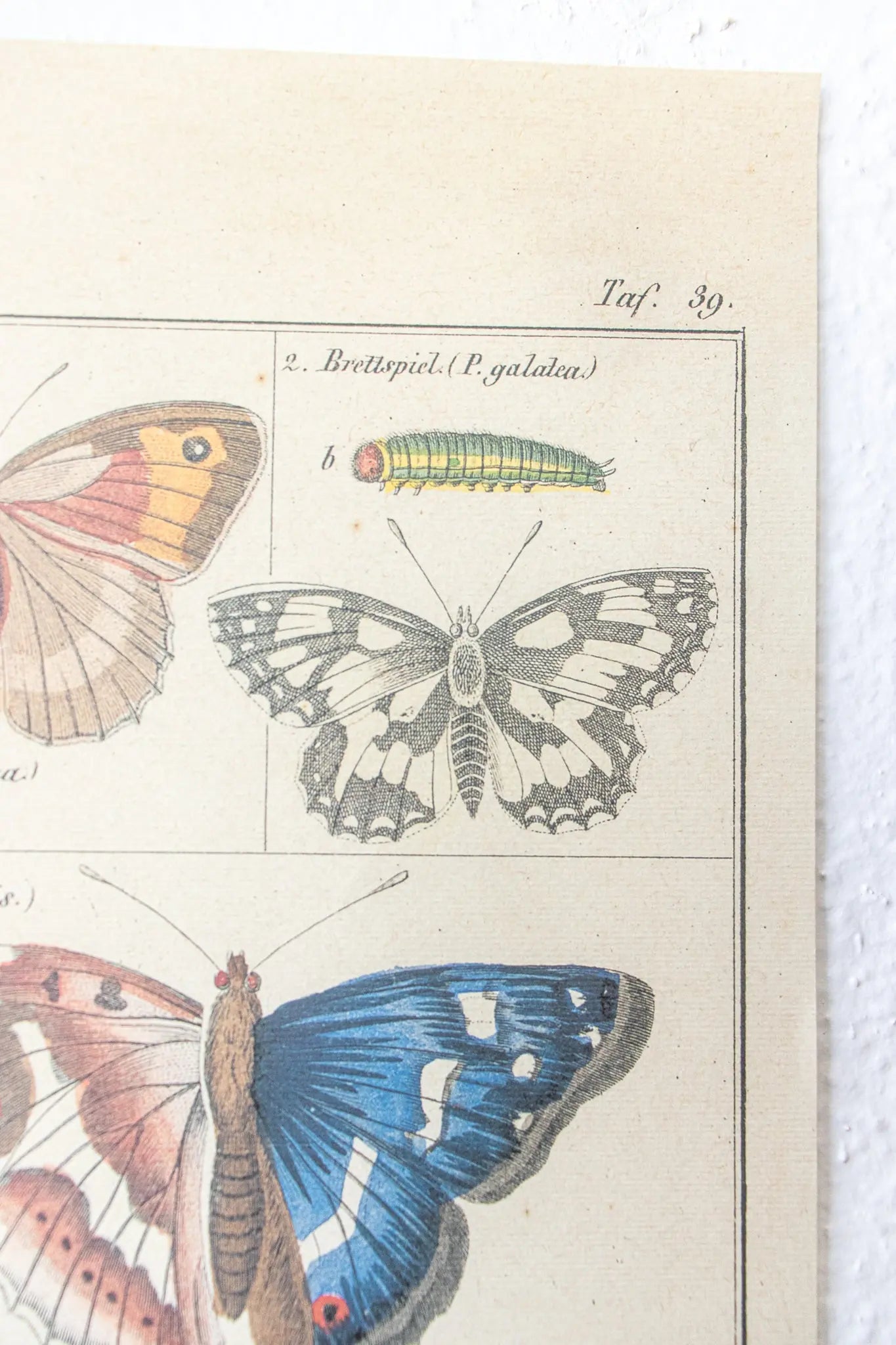Butterfly Scientific Chart