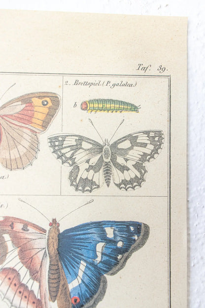 Butterfly Scientific Chart - Stemcell Science Shop