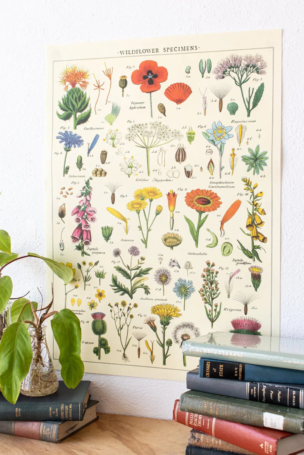 Wildflower Specimens Scientific Chart – Stemcell Science Shop