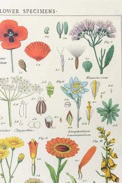 Wildflower Specimens Scientific Chart