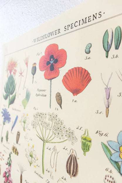 Wildflower Specimens Scientific Chart - Stemcell Science Shop