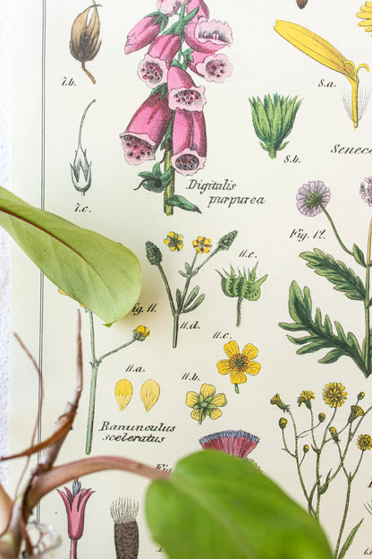 Wildflower Specimens Scientific Chart