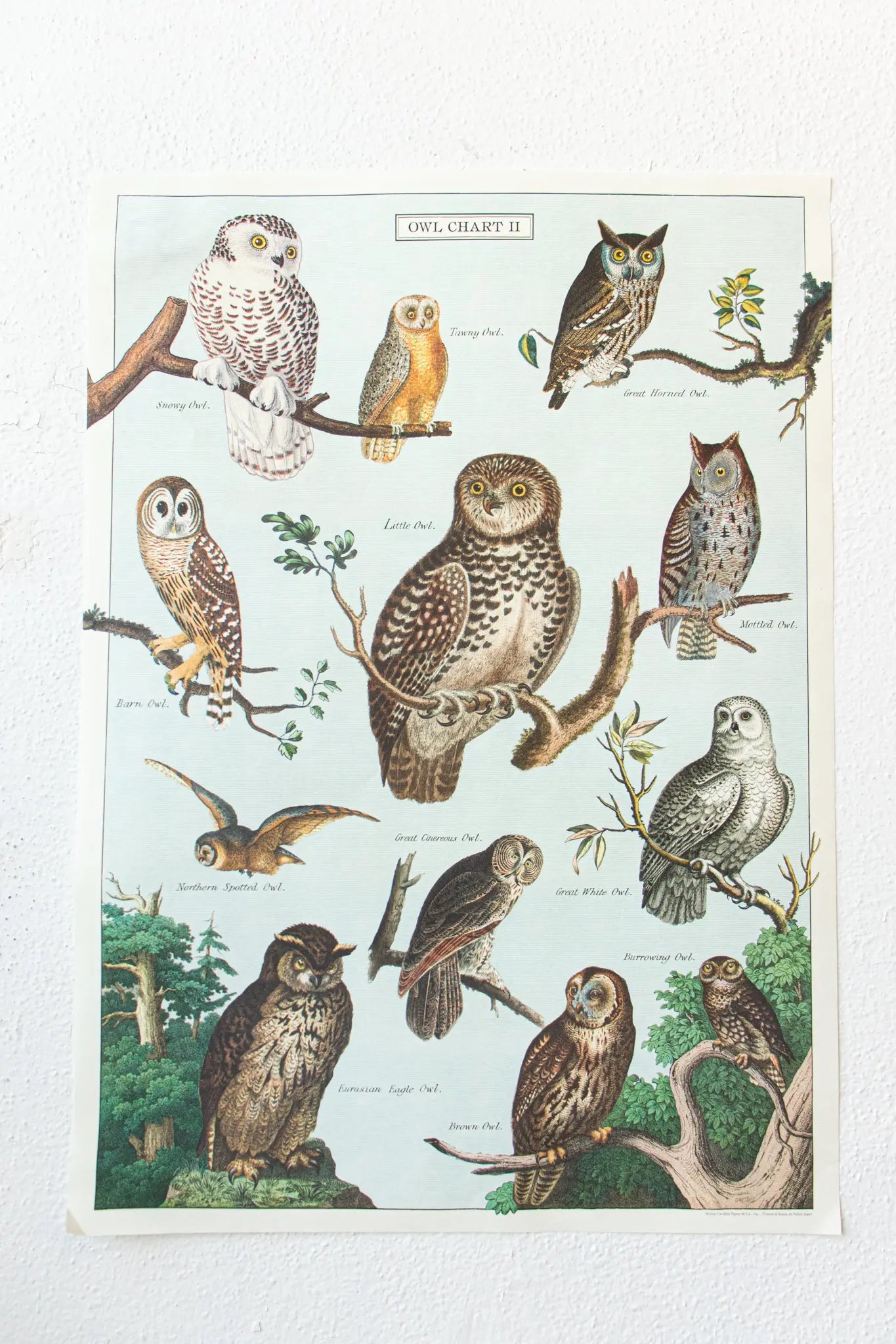 Owl Scientific Chart - Stemcell Science Shop