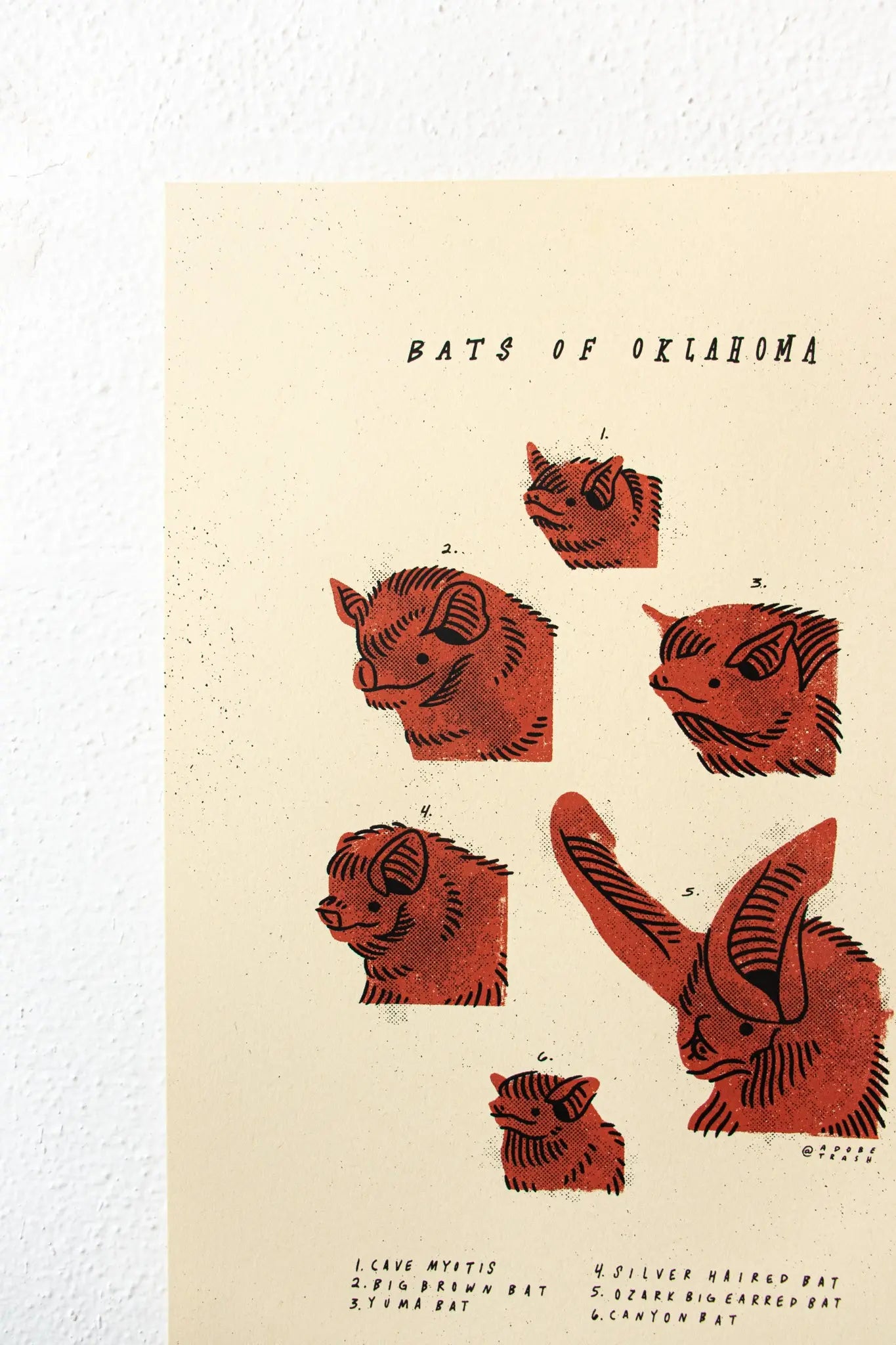 Bats of Oklahoma Print