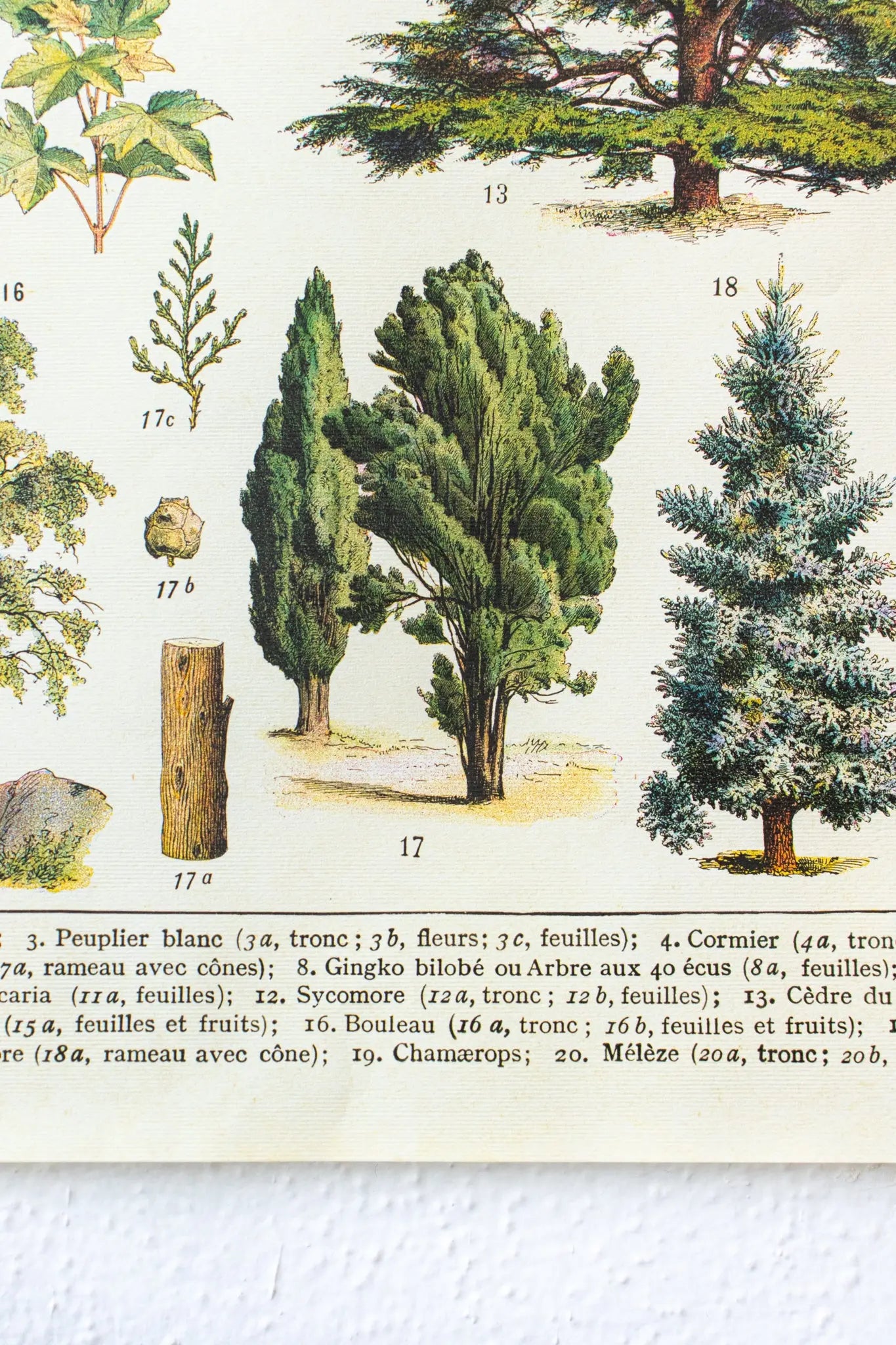 Arboretum Scientific Chart