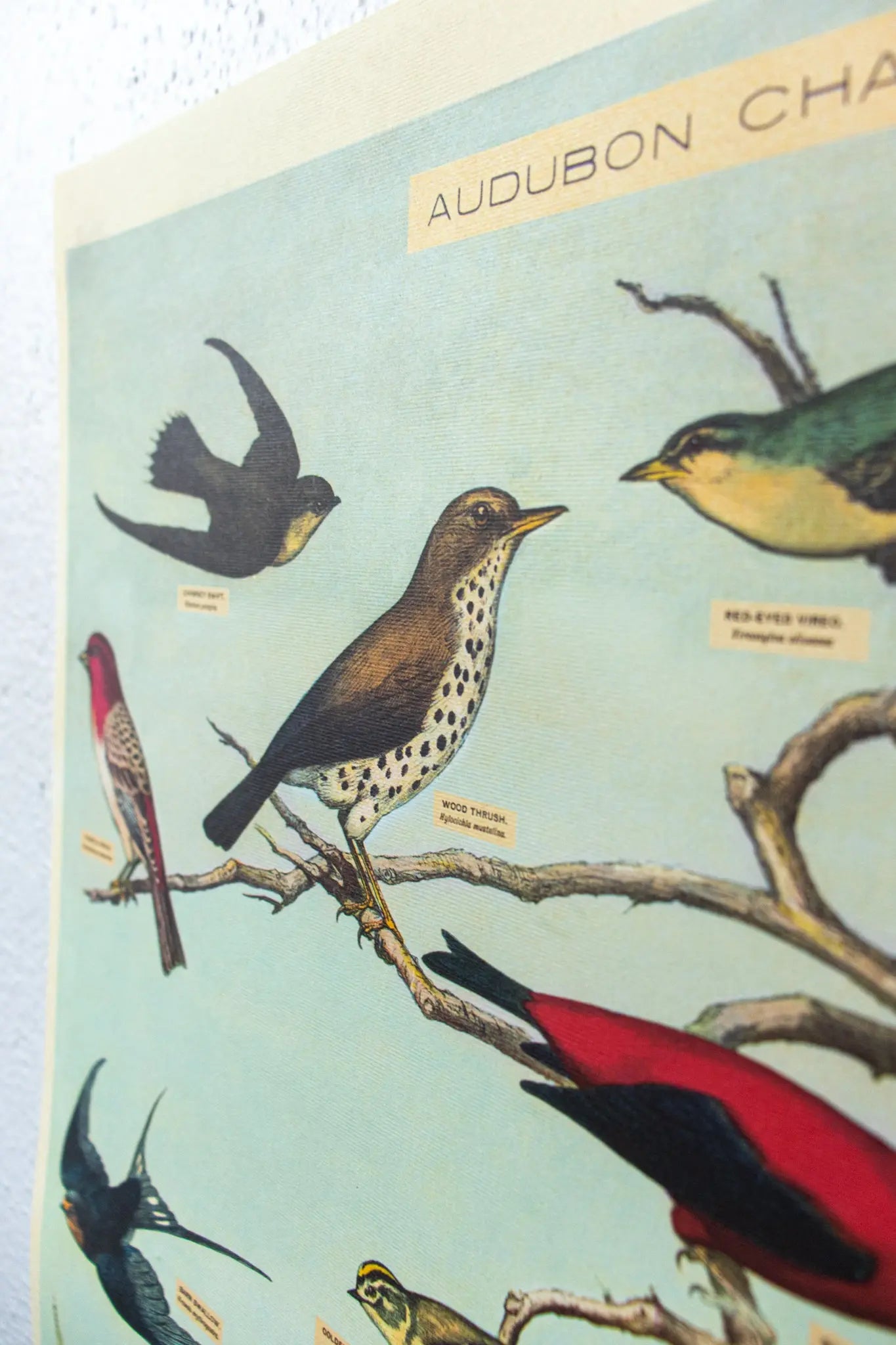 Audubon Birds Scientific Chart - Stemcell Science Shop