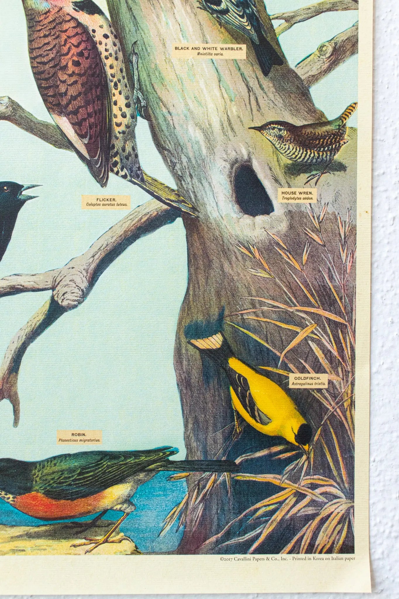Audubon Birds Scientific Chart - Stemcell Science Shop