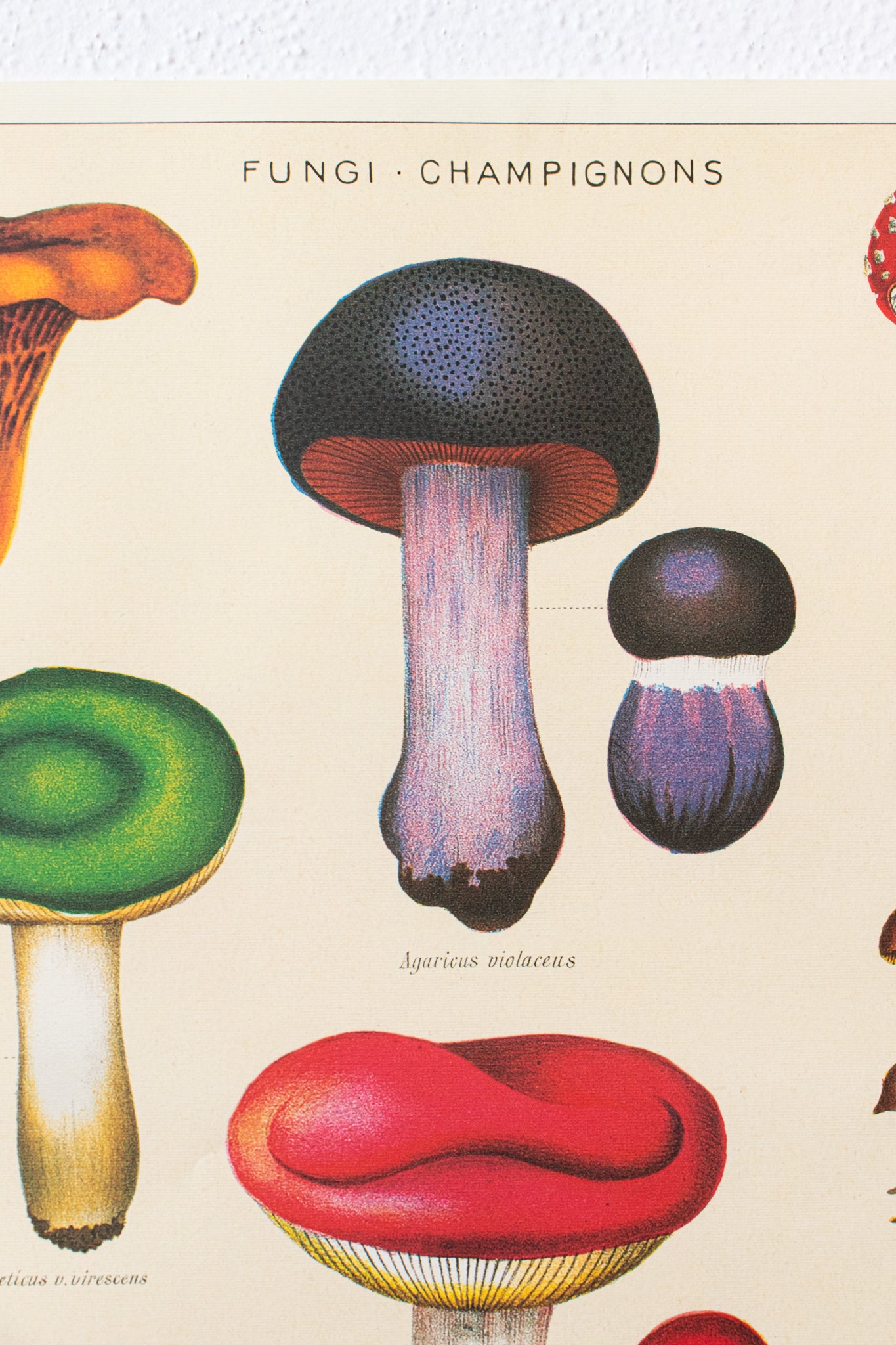 Fungi Chart - Stemcell Science Shop